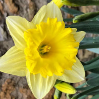 Daffodil- Golden Salome