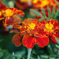 Heirloom Patula Flower Seeds, Non-GMO French Marigold Blooms for Colorful Garden Planting for planting in home garden