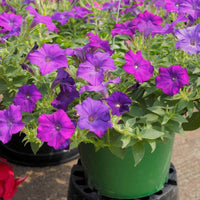 Petunia- Nana Compacta Mix