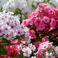 Phlox Beauty Mixed Color Seeds