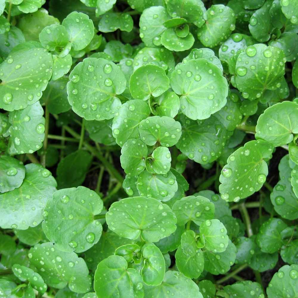 Watercress – Organic Microgreen Seed