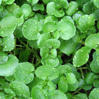 Watercress – Organic Microgreen Seed