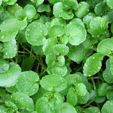 Watercress – Organic Microgreen Seed