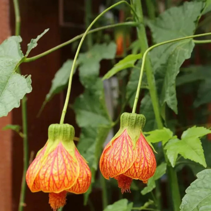 Heirloom Non-GMO Red Abutilon Striatum Flower Seeds for Garden Planting