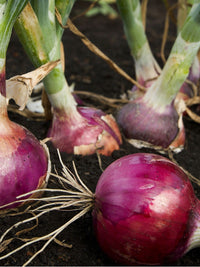 Onion- Californian Red
