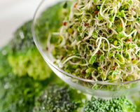 Broccoli – Organic Sprouting Seeds