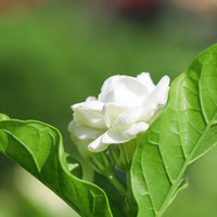 Organic Jasminum Flower Seeds for Planting – Heirloom, Non-GMO, Fragrant Blooms