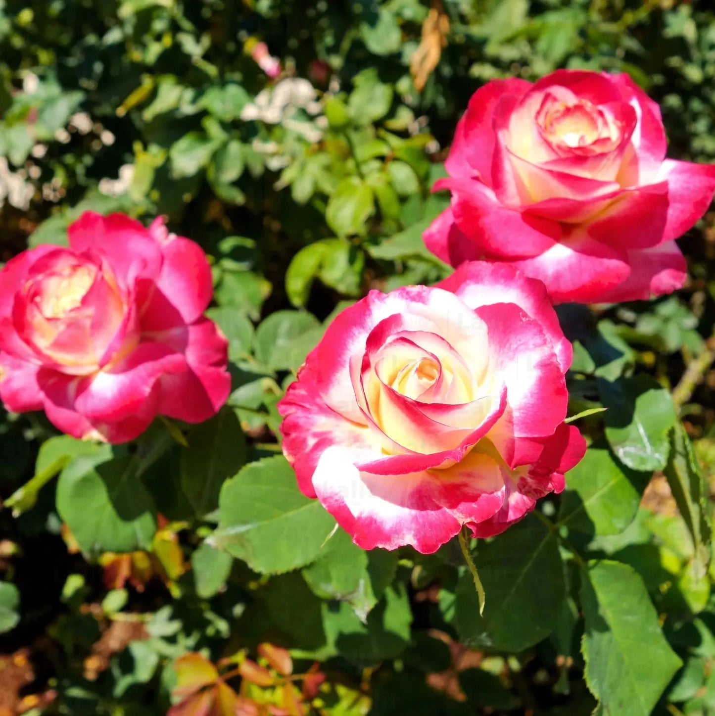 Double Delight Hybrid Tea Rose Seeds – Heirloom, Non-GMO Flower Seeds for Planting - Delight for planting in home garden