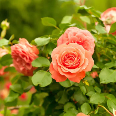 Climbing Rose Flower Seeds for Planting – 100, Heirloom, Non-GMO Garden Seeds