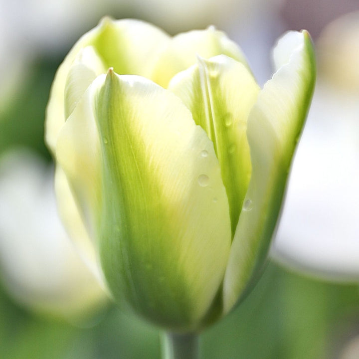 Green White Tulip Flower Seeds for Planting – Non-GMO, Heirloom Quality, Garden Flowers