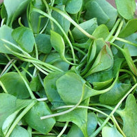 Cress- American Upland