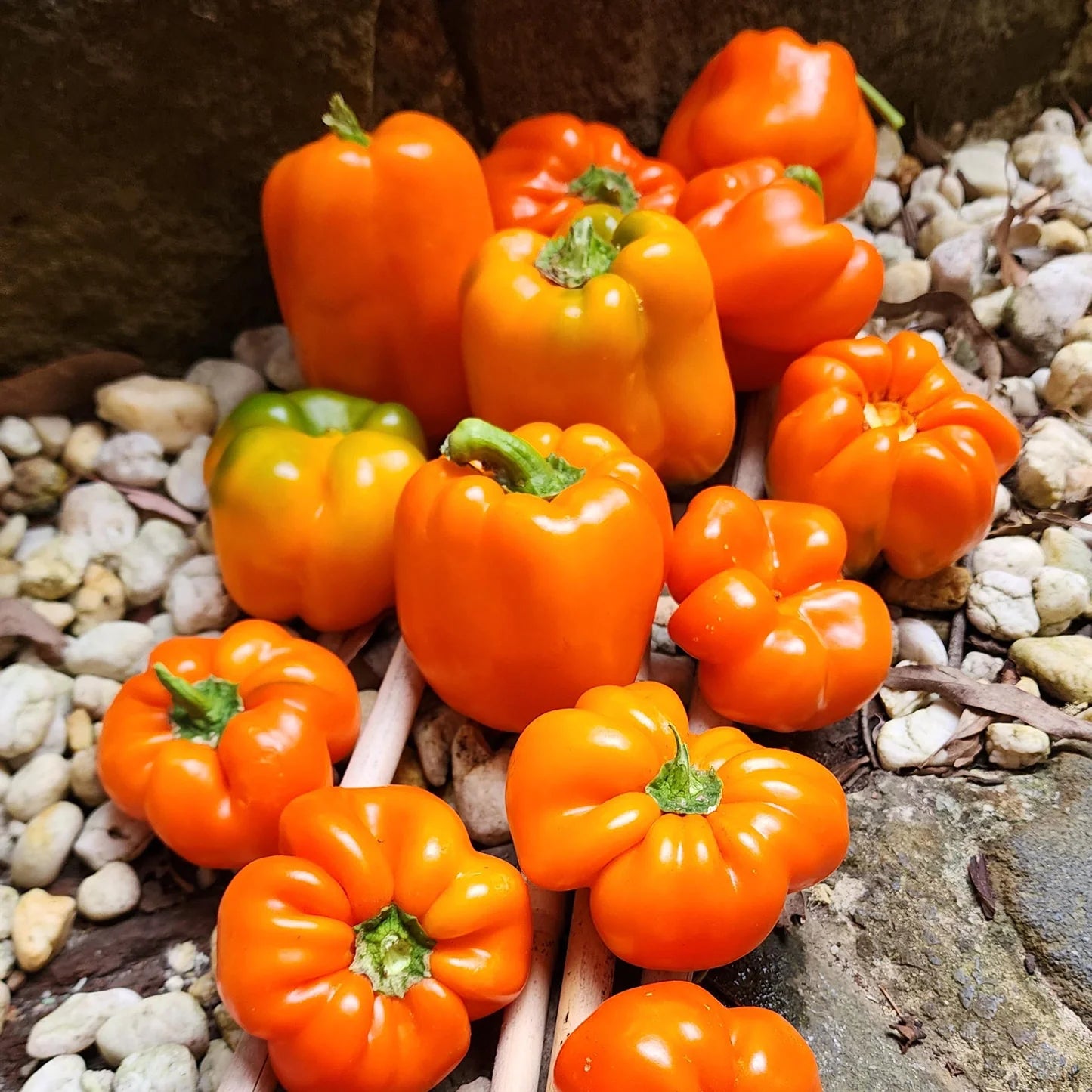 Capsicum Orange Imported Vegetable Seeds