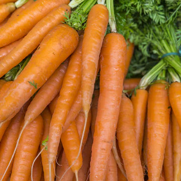 Carrot- Baby Amsterdam