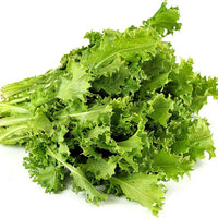 Sempre Bianca – Endive Seed