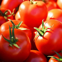 Tomato- Grosse Lisse