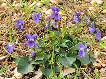 Heirloom Non-GMO Viola Alba Flower Seeds for Planting – Elegant White Blooming Flower Seeds