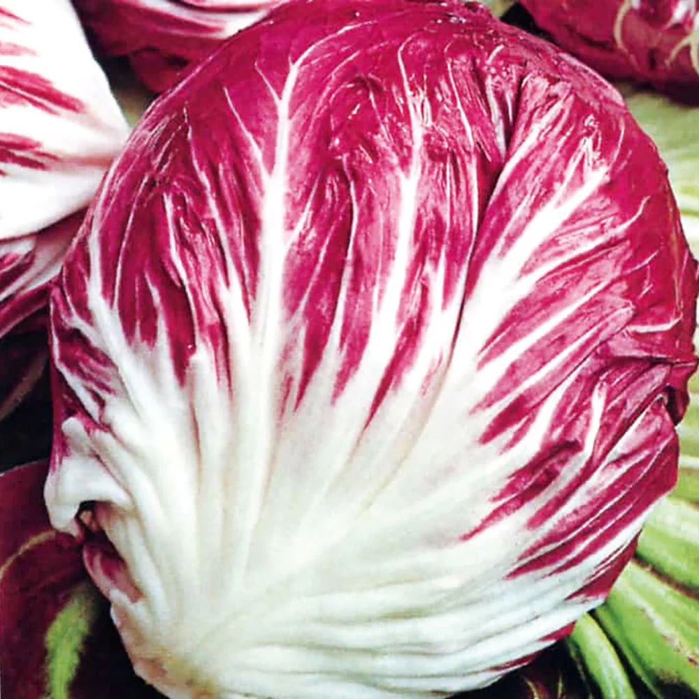 Indigo Hybrid Radicchio Seeds