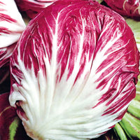Indigo Hybrid Radicchio Seeds