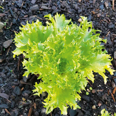 Coastline – Organic Lettuce Seed