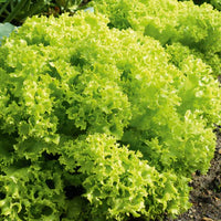 Coastline – Organic Lettuce Seed