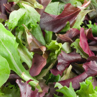 Starstruck Lettuce Mix – Vegetable Seed