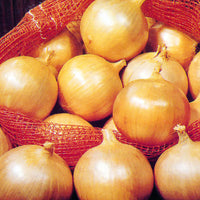 Onion- Gladalan Brown