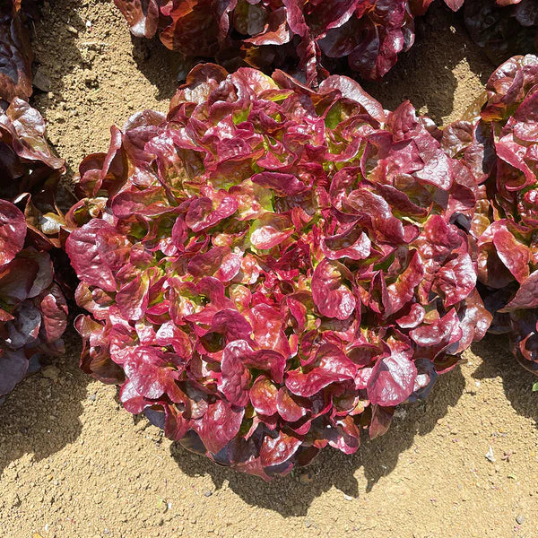 Teodore – Lettuce Seed