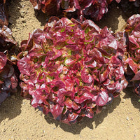 Teodore – Lettuce Seed