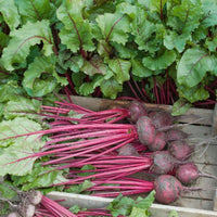 Early Wonder Tall Top – Beet Seed