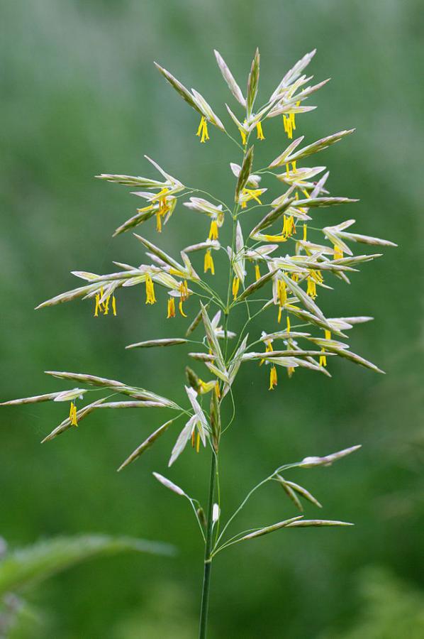 Bromus Grass – Ornamental Grass Seed
