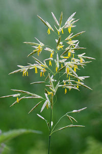 Bromus Grass – Ornamental Grass Seed