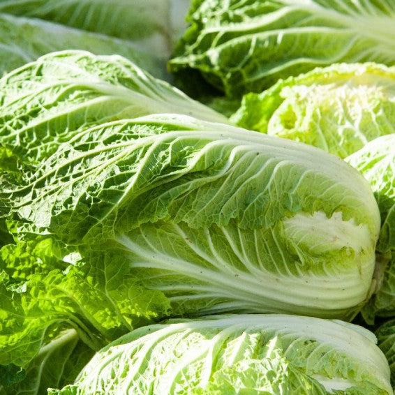 Cabbage Chinese Wong Bok Vegetable Seeds