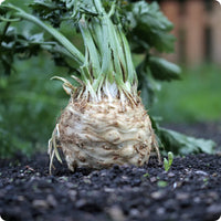 Brilliant – Celeriac Seed