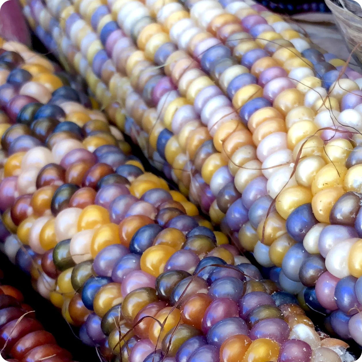 Corn, Maize- Glass Gem