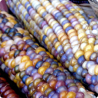 Corn, Maize- Glass Gem