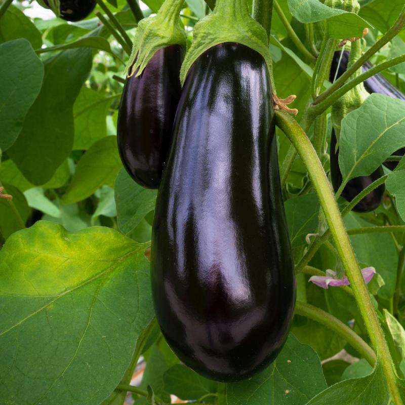 Eggplant- Florida Market