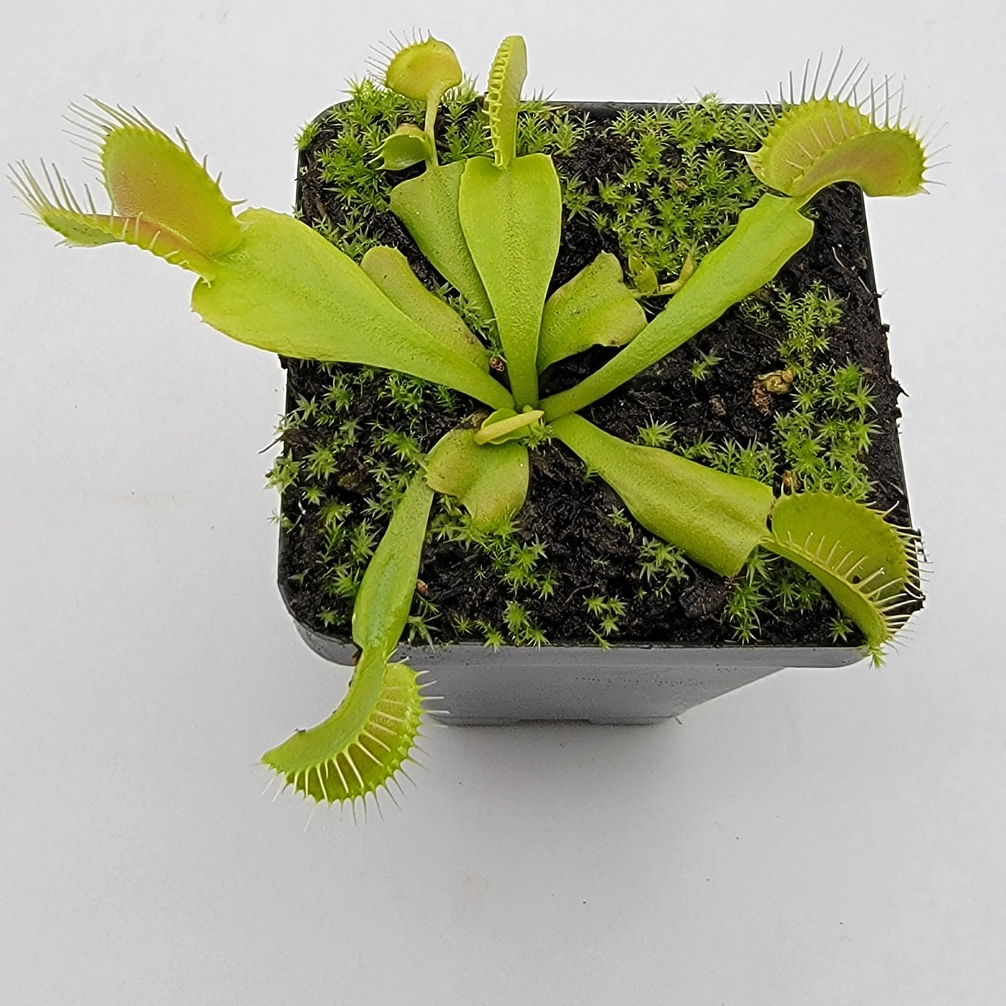Green Venus Flytrap – Live Carnivorous Plant for  Home Décor