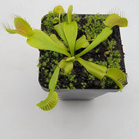 Green Venus Flytrap – Live Carnivorous Plant for  Home Décor