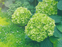 Heirloom Green Hydrangea Flower Seeds, Non-GMO Lush Blooms for Planting
