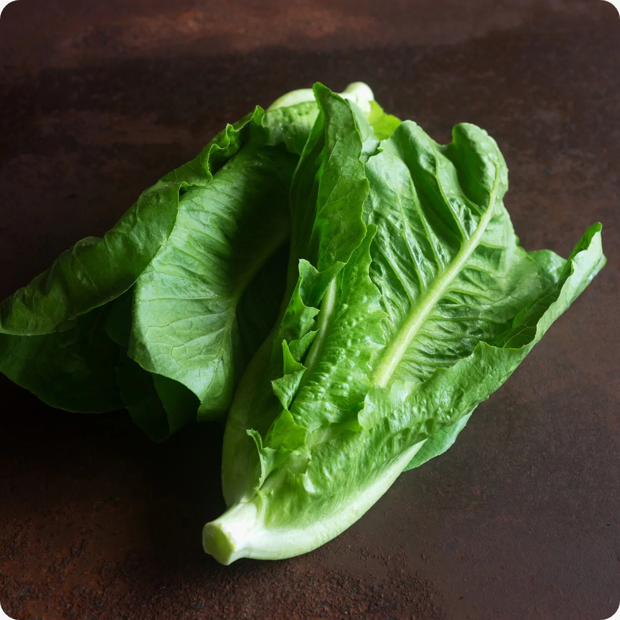 Little Gem – Organic Lettuce Seed