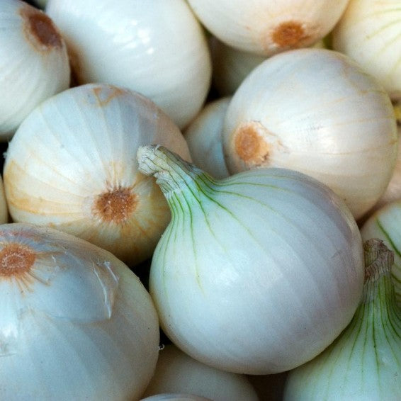 Onion- Early White Spanish