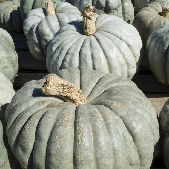 Jarrahdale Large – Pumpkin Seed