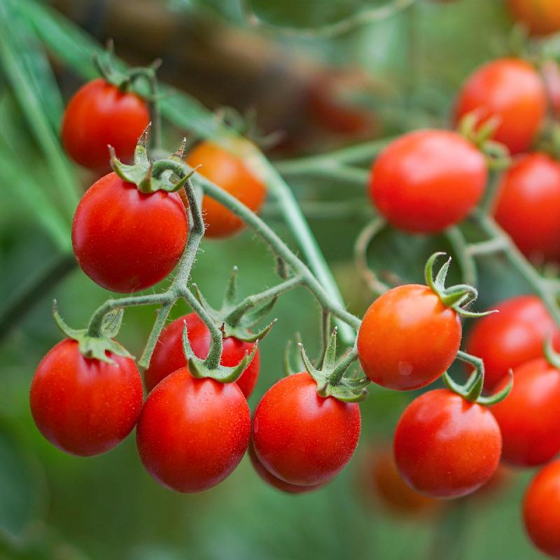 Matt’s Wild Cherry – Tomato Seed