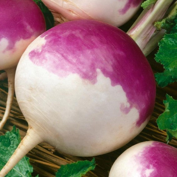 Turnip Purple Top White Globe Vegetable Seeds for Planting – Heirloom & Non-GMO Garden Seeds