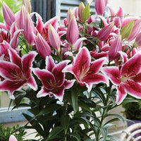 Sunny Keys Oriental Carpet Border Lily