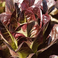 Teodore – Lettuce Seed
