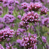 Heirloom Non-GMO Purple Verbena Flower Seeds for Delicate Blooms and Pollinator Garden Planting