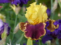 Decadence Bearded Iris Seeds