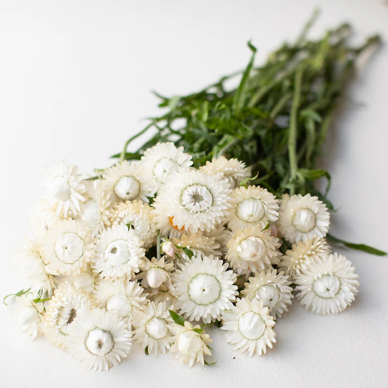 Vintage White – Strawflower Seed