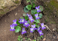 Heirloom Non-GMO Viola Alba Flower Seeds for Planting – Elegant White Blooming Flower Seeds